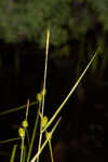 Sulphur sedge